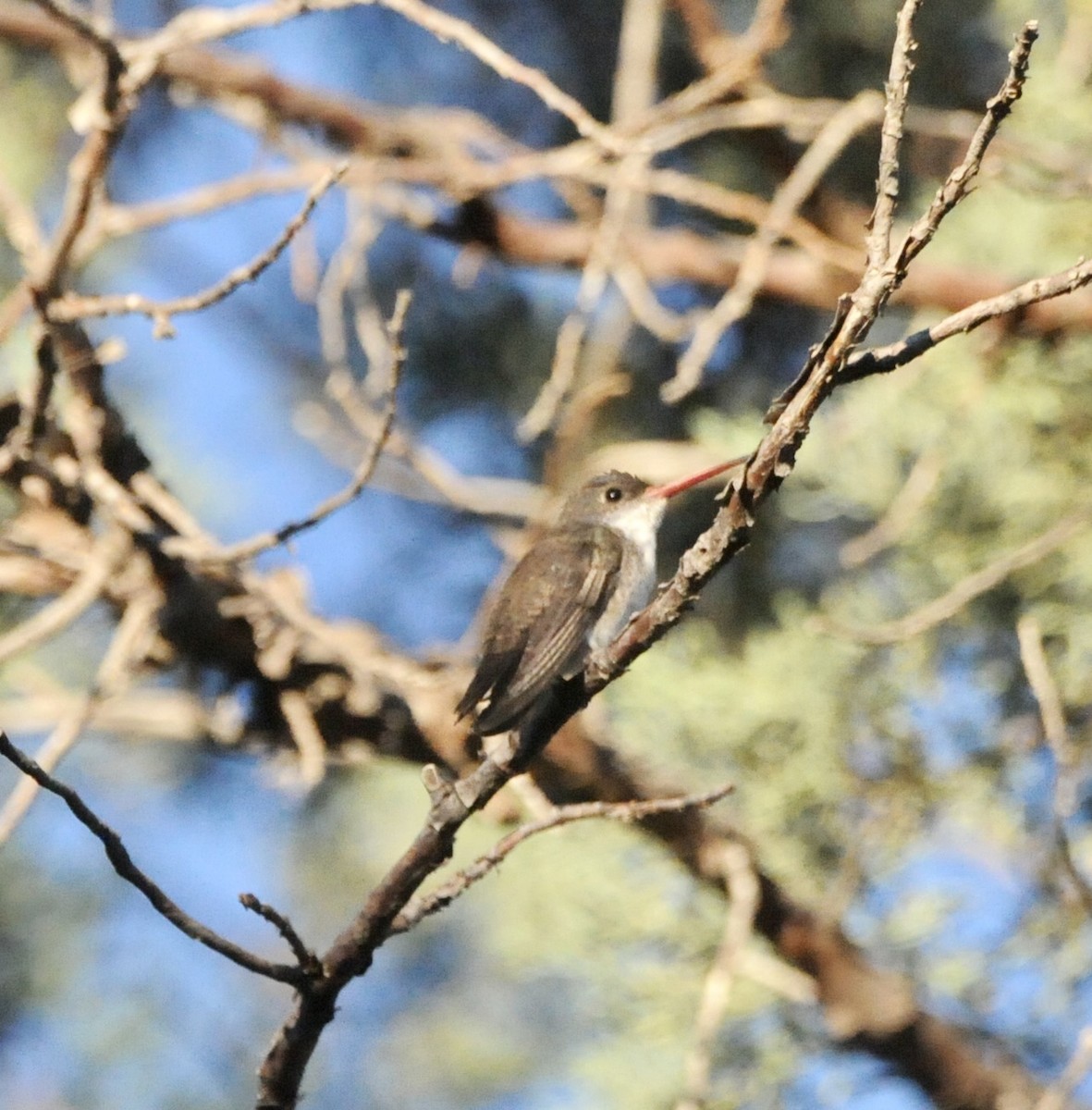 Violet-crowned Hummingbird - ML647364641