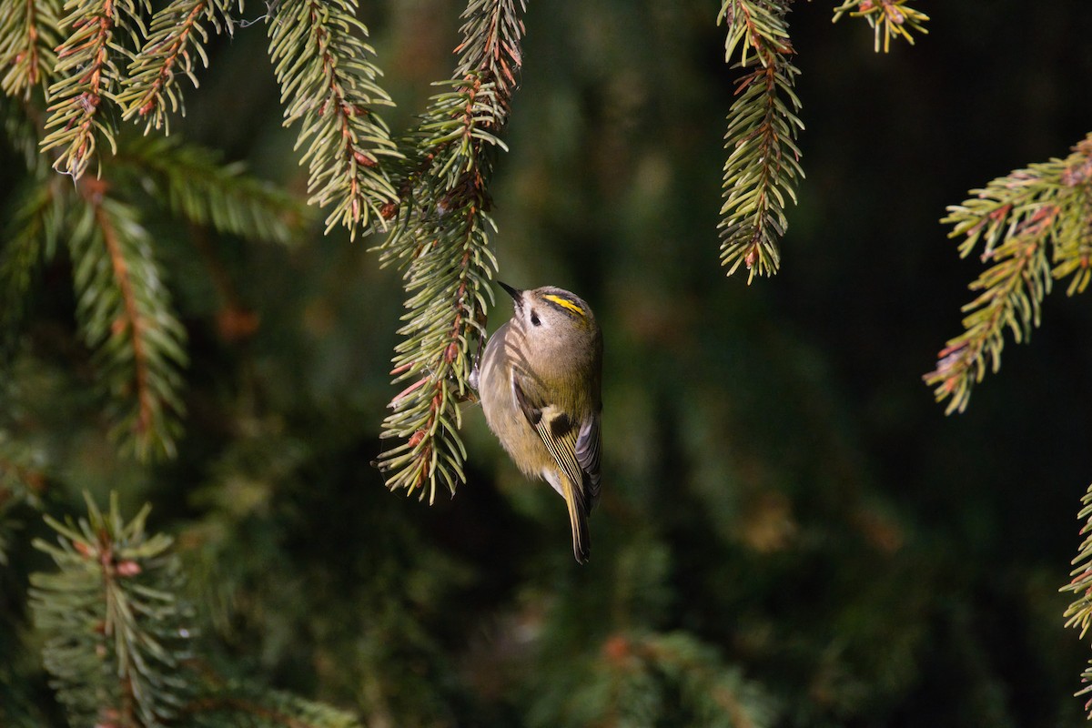 Goldcrest - ML647364644