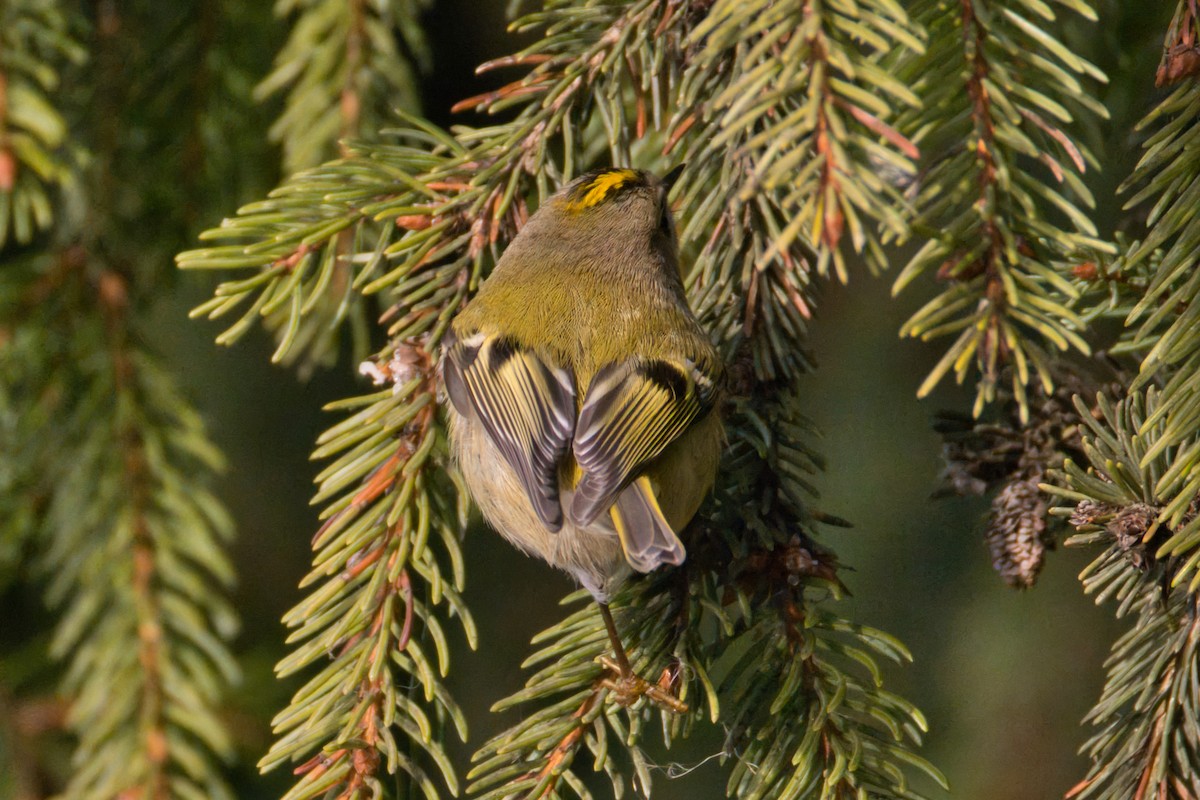 Goldcrest - ML647364645