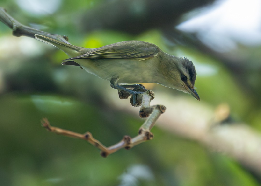 Красноглазый виреон - ML647364646