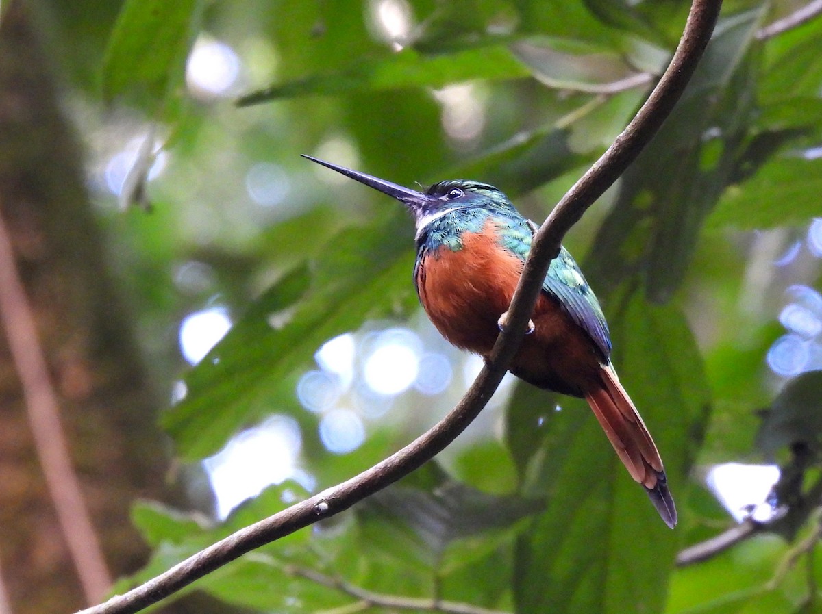 Rotschwanz-Glanzvogel - ML647364650