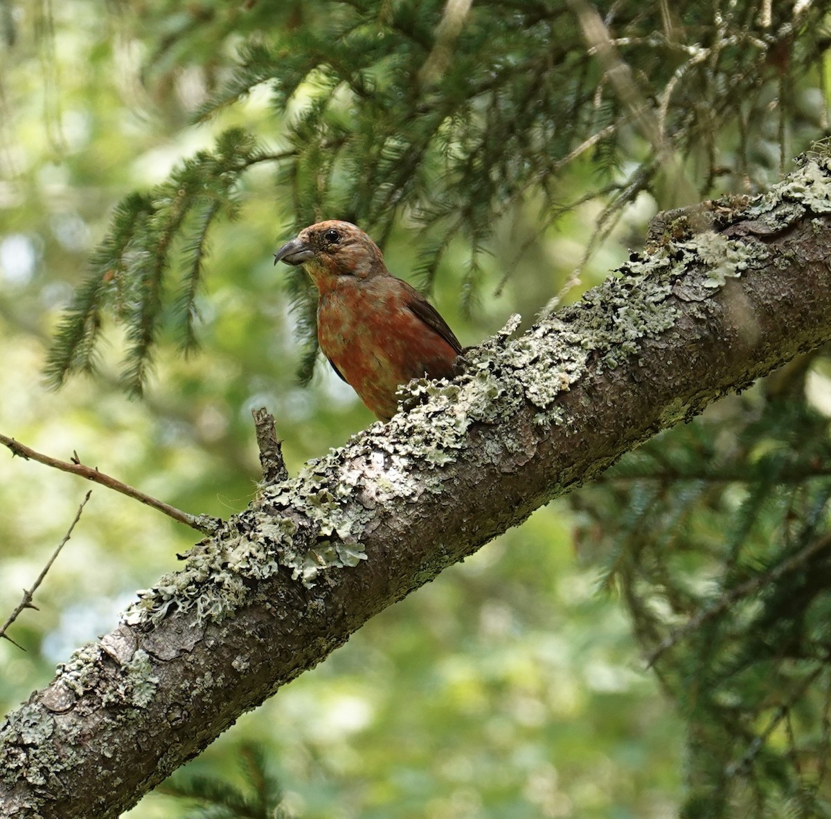 イスカ - ML647364659