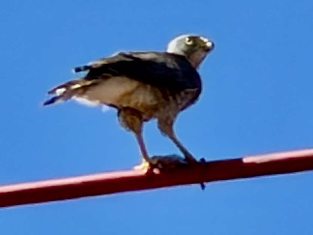 Roadside Hawk - ML647364662