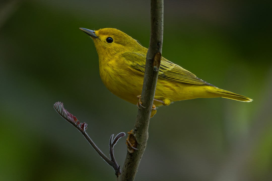 Northern Yellow Warbler - ML647364669