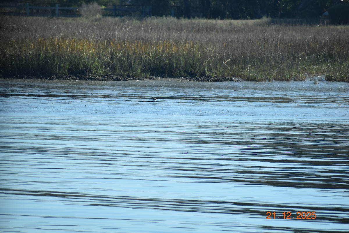 Petit ou Grand Chevalier - ML647364699