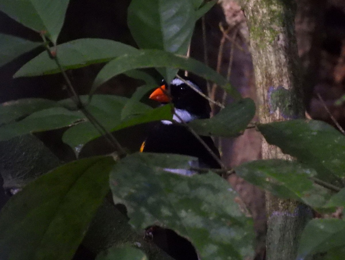 Goldschnabel-Buschammer - ML647364714