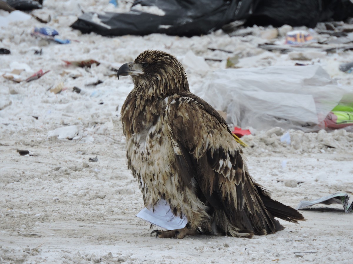 Bald Eagle - ML647364715