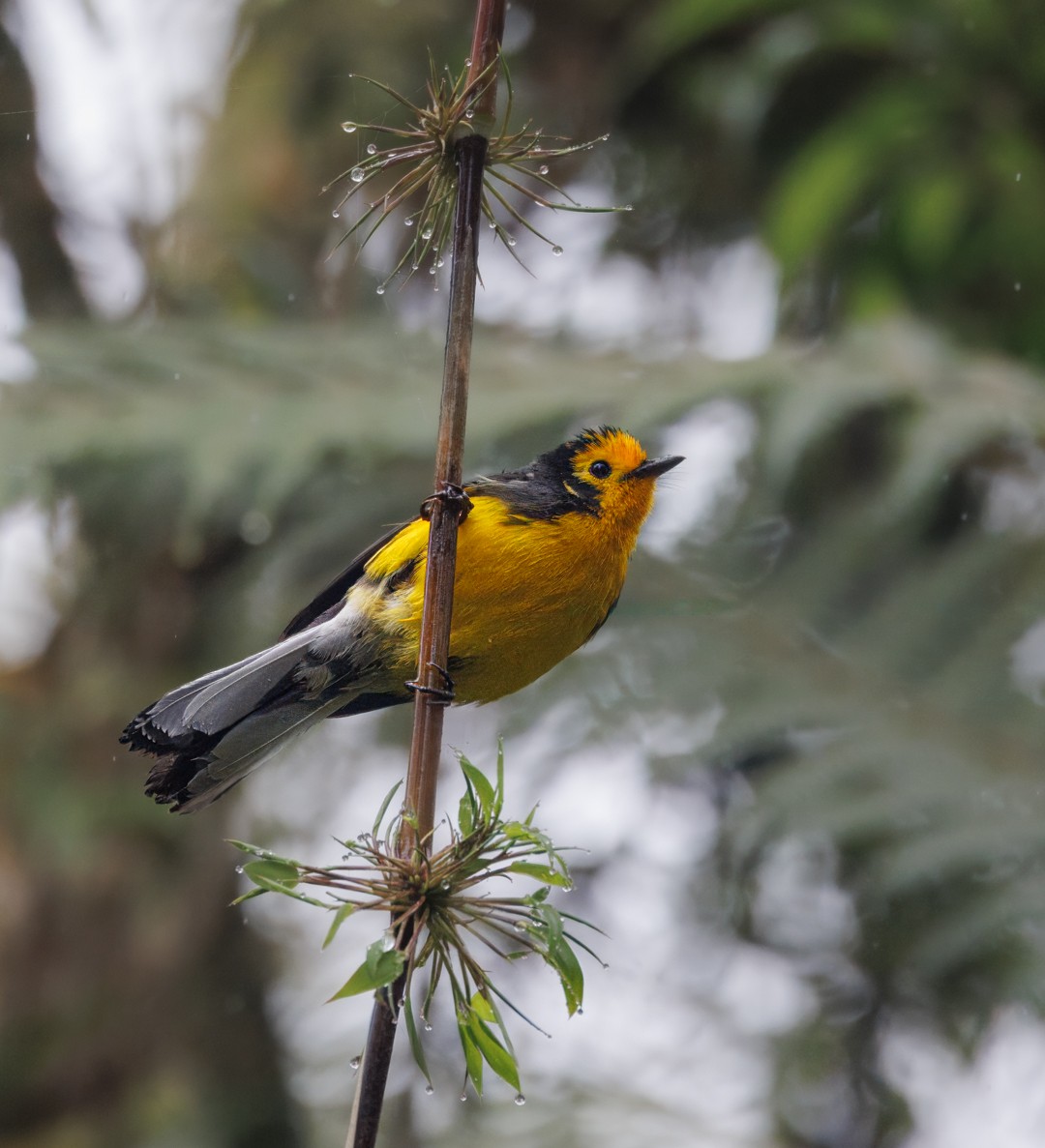 Süslü Ötleğen - ML647364726