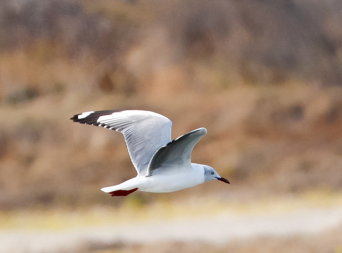 Gray-hooded Gull - ML647364733