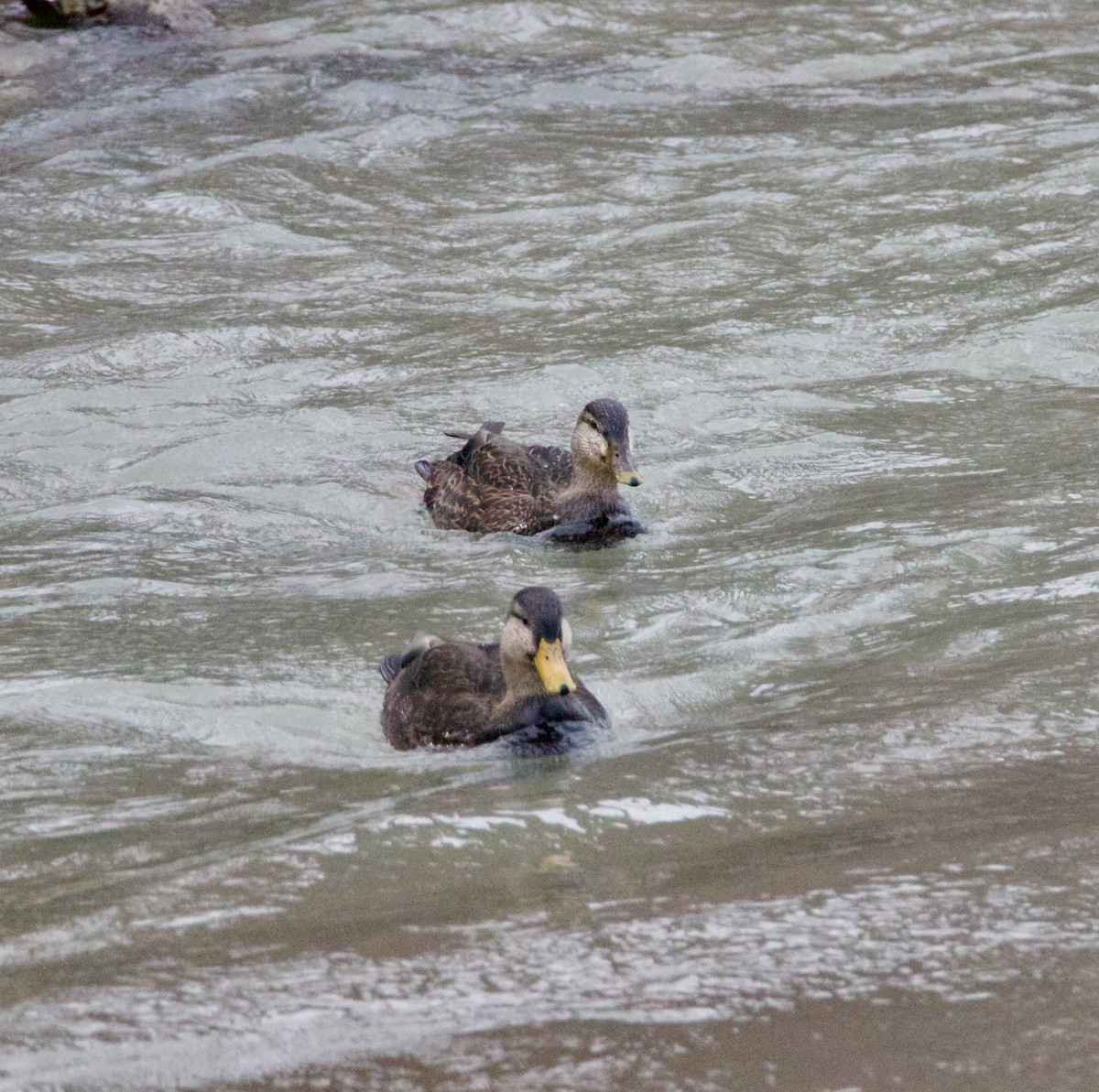 American Black Duck - ML647364746
