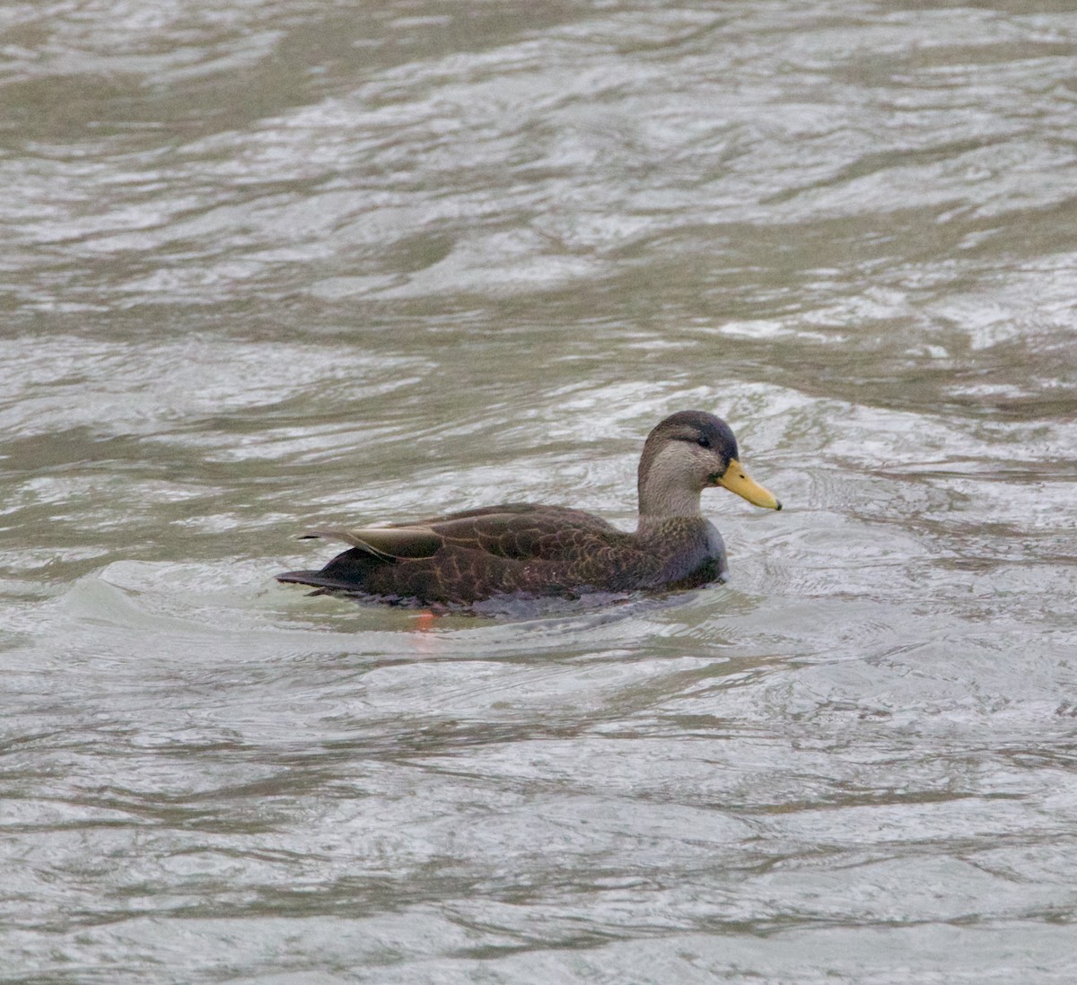 American Black Duck - ML647364747