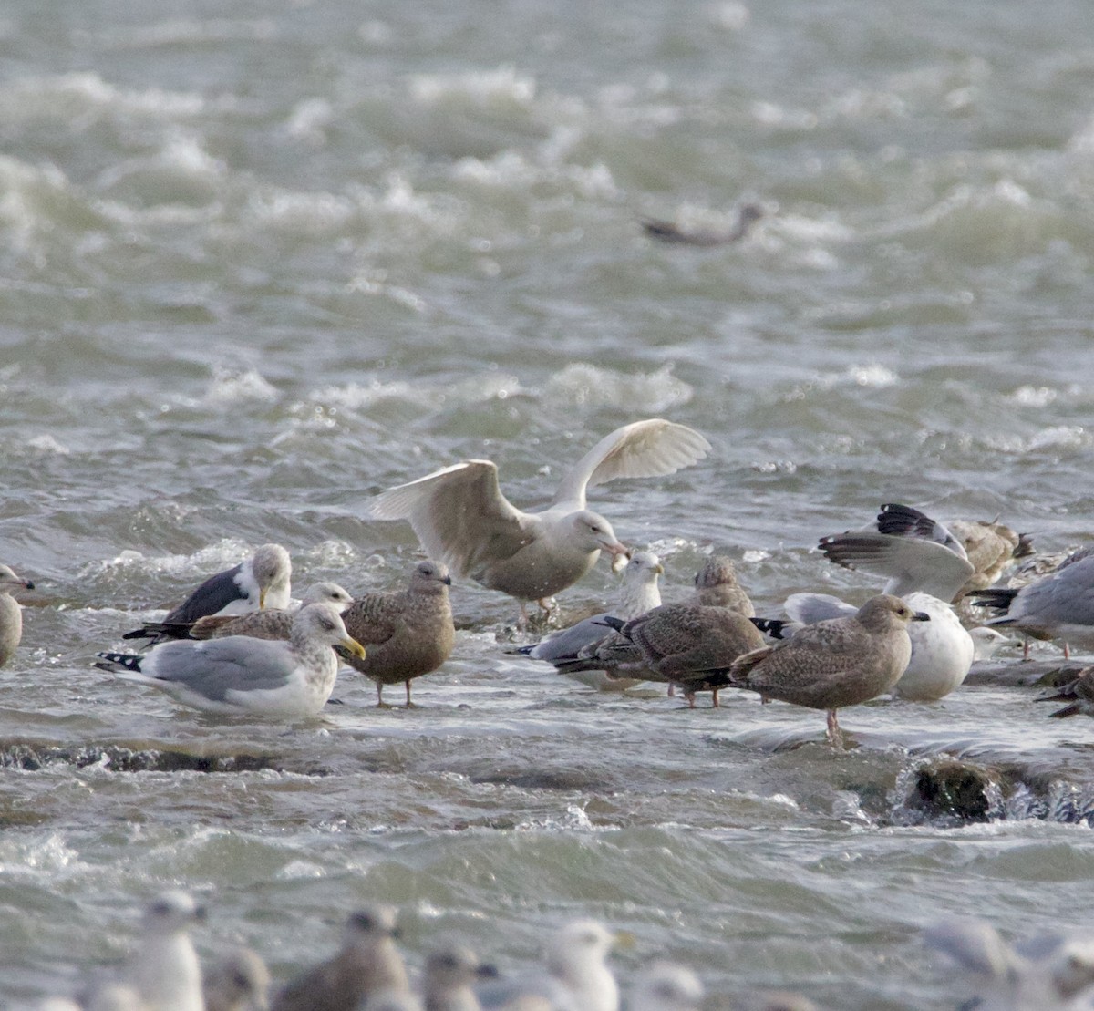 Glaucous Gull - ML647364755
