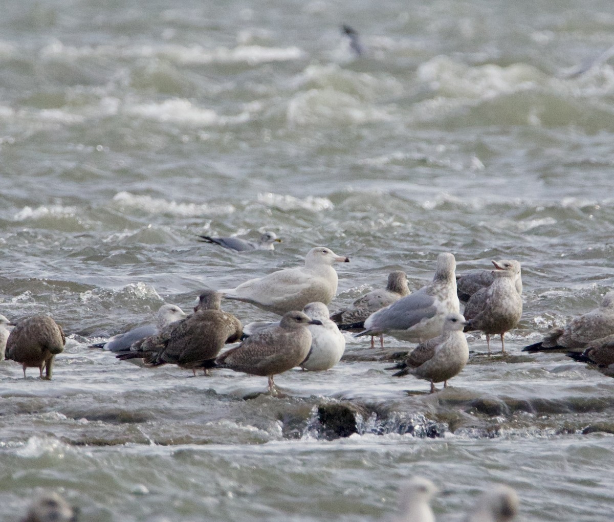 Glaucous Gull - ML647364756