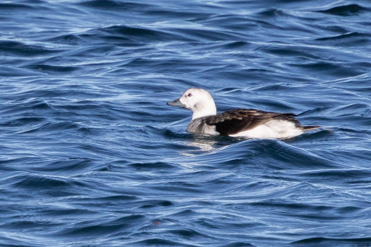 Long-tailed Duck - ML647364760