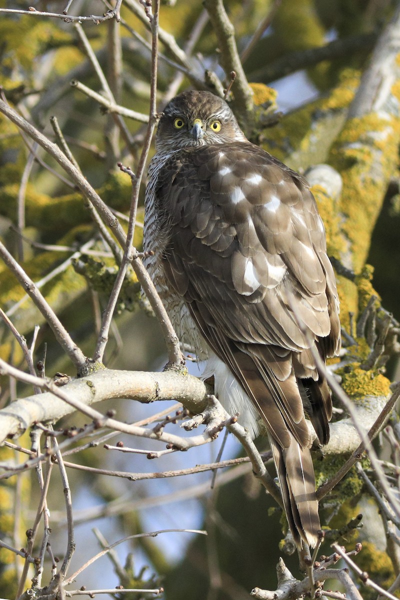 Eurasian Sparrowhawk - ML647364763