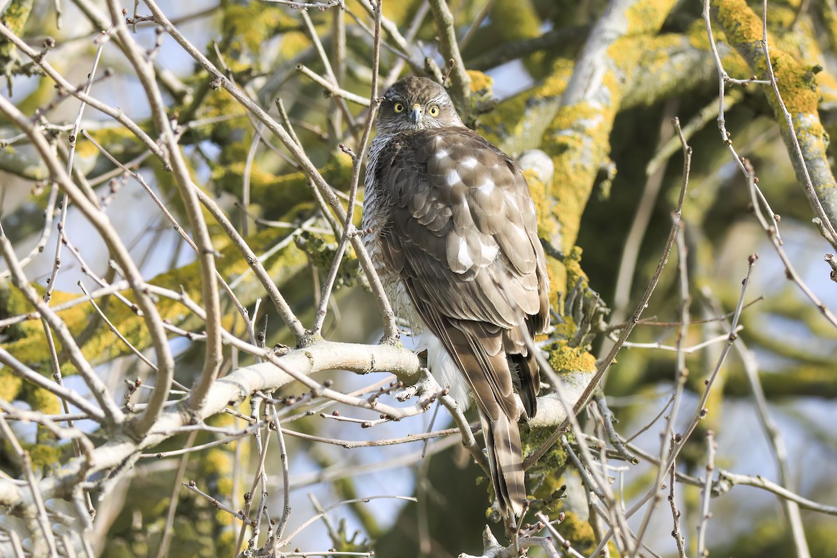 Eurasian Sparrowhawk - ML647364764