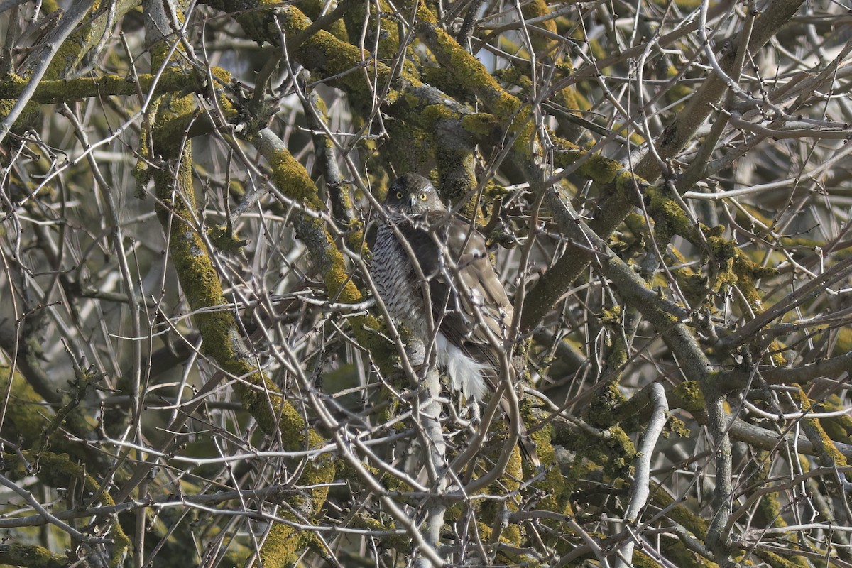 Eurasian Sparrowhawk - ML647364765