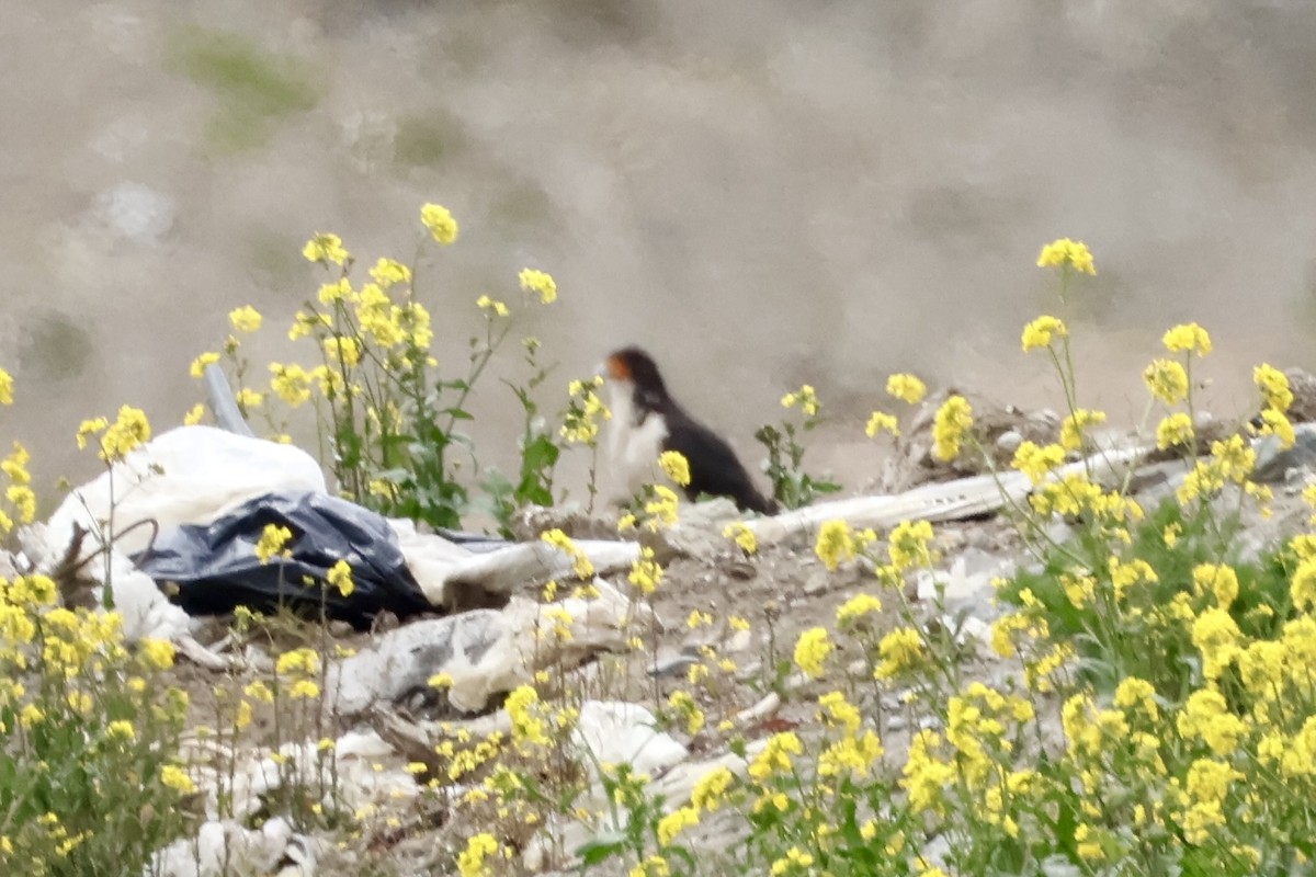 White-throated Caracara - ML647364792