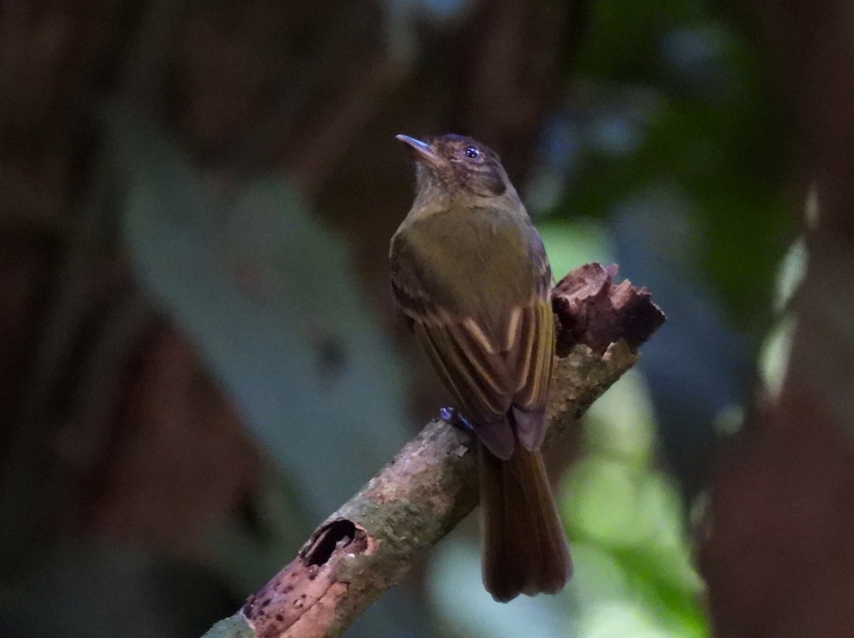 Braunkappen-Laubtyrann - ML647364793