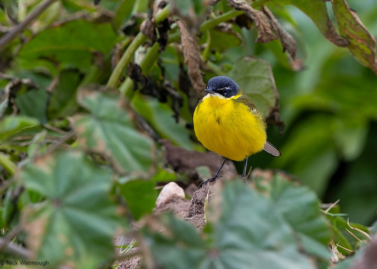 Western Yellow Wagtail - ML647364822