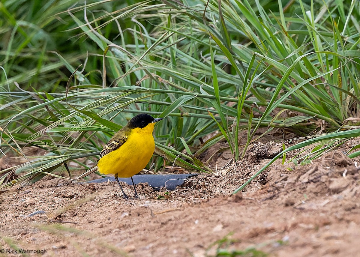 Western Yellow Wagtail - ML647364823