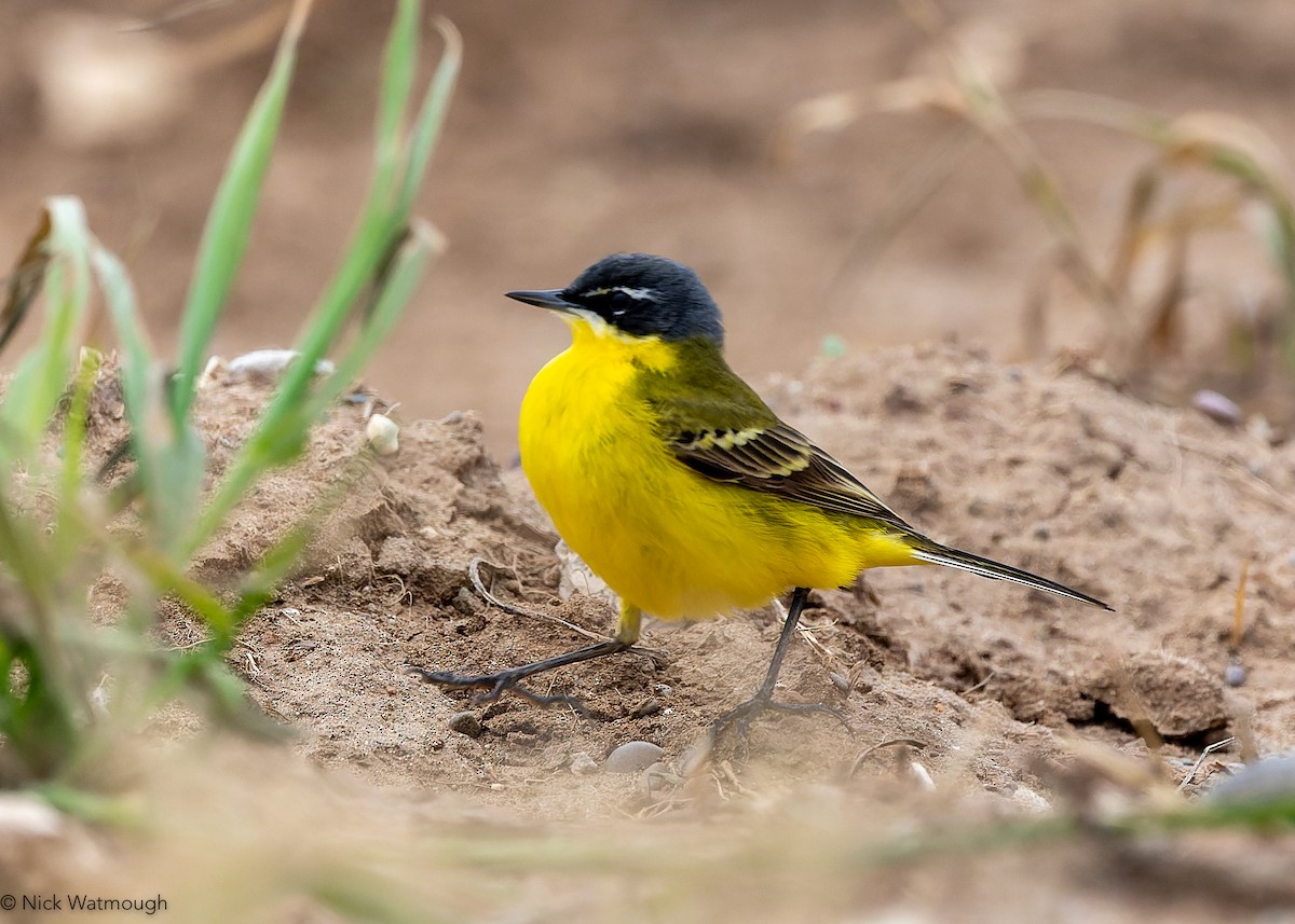 Western Yellow Wagtail - ML647364824