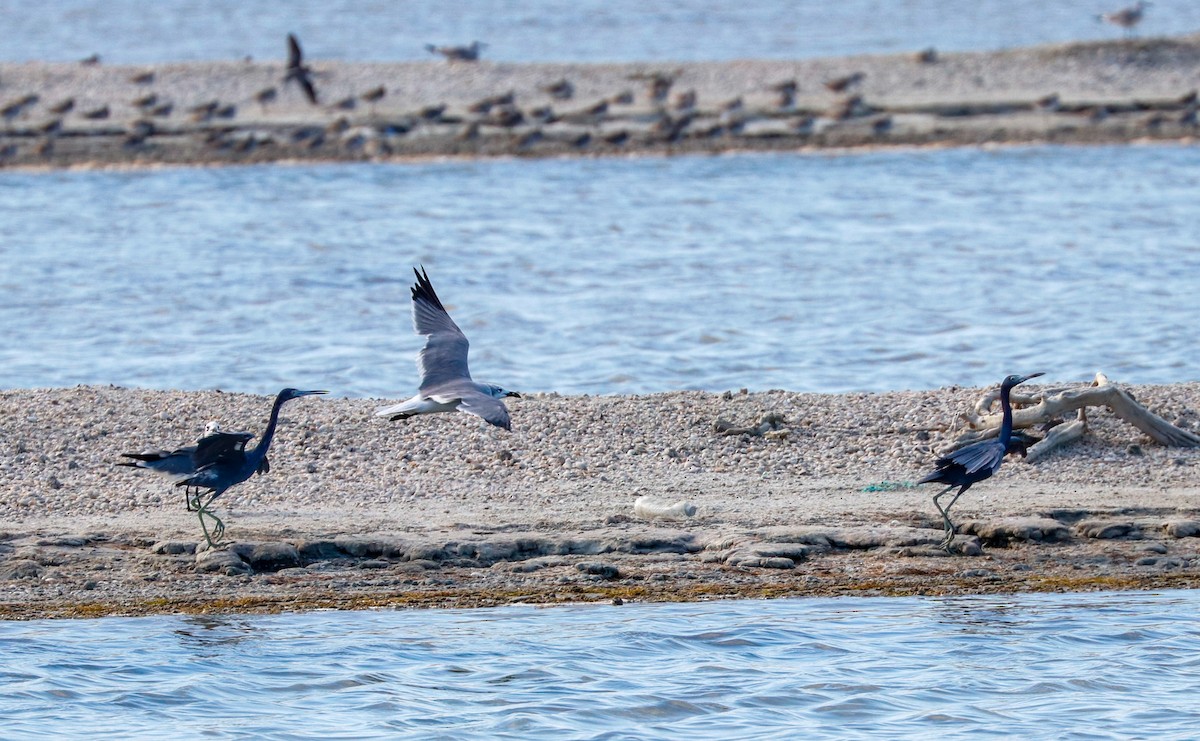 Little Blue Heron - ML647364831