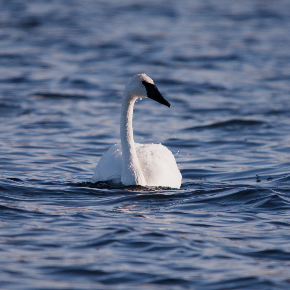 Trompeterschwan - ML647364835