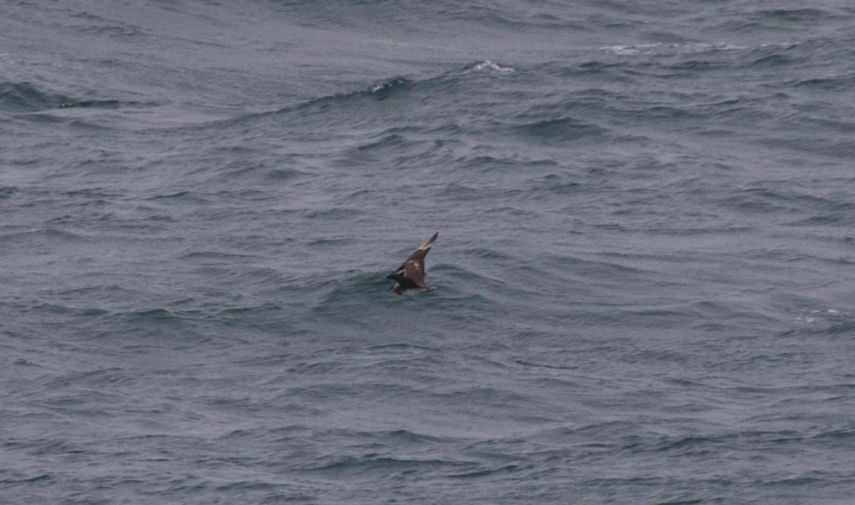 Parasitic Jaeger - ML647364839