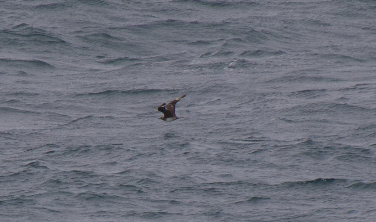 Parasitic Jaeger - ML647364840