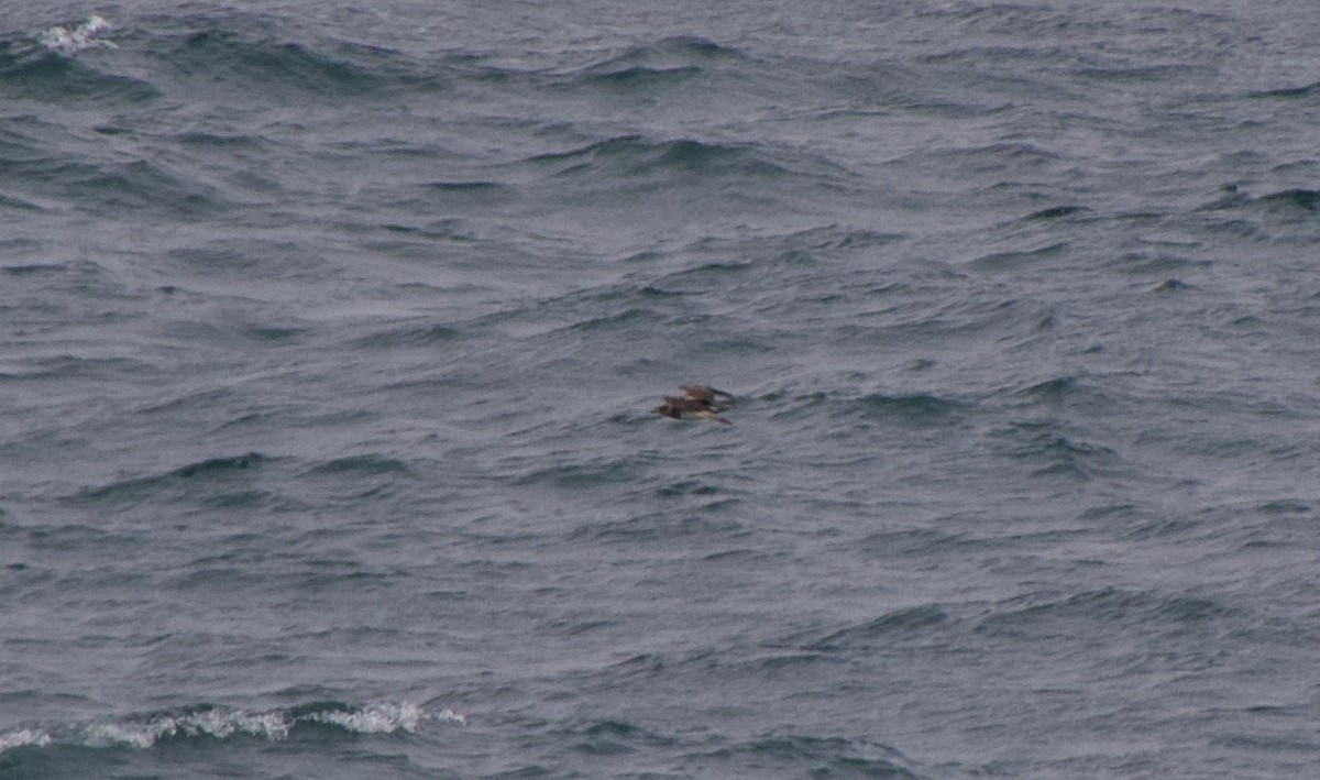 Parasitic Jaeger - ML647364841