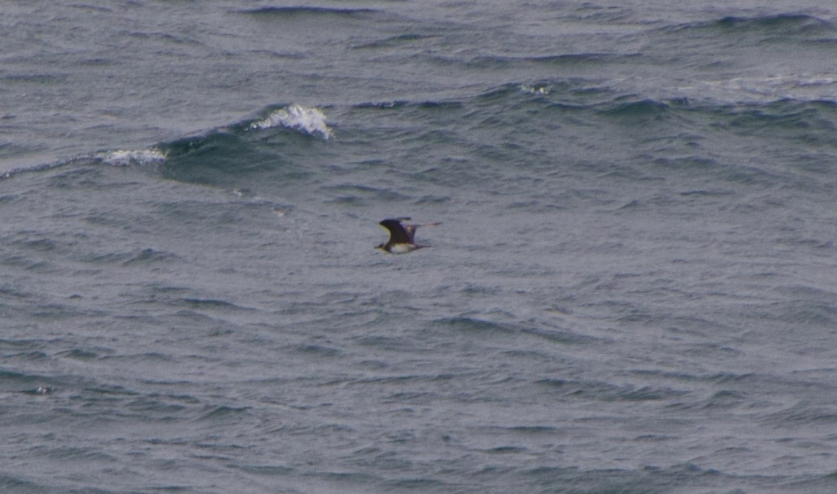 Parasitic Jaeger - ML647364843