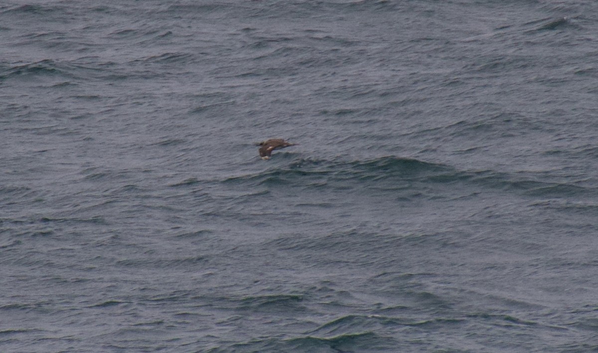 Parasitic Jaeger - ML647364844