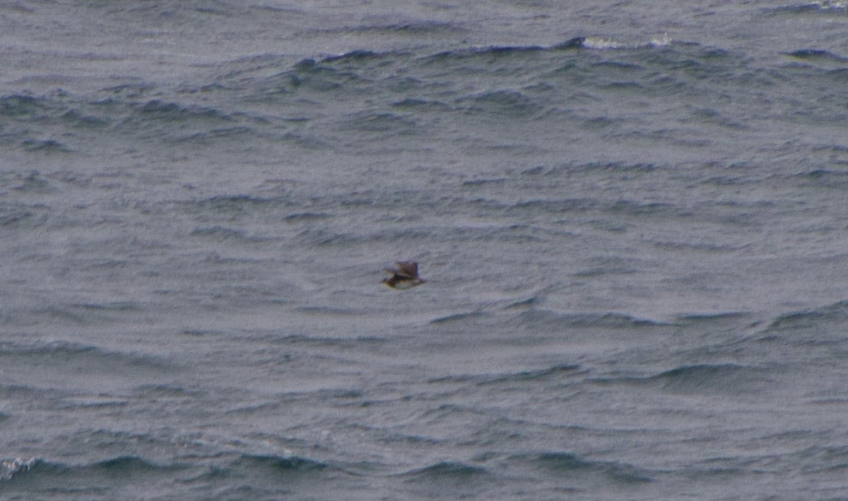 Parasitic Jaeger - ML647364845