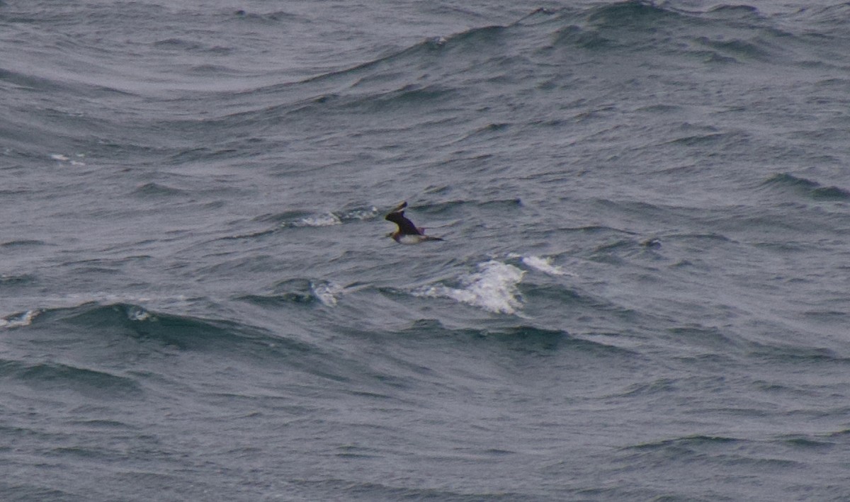 Parasitic Jaeger - ML647364846