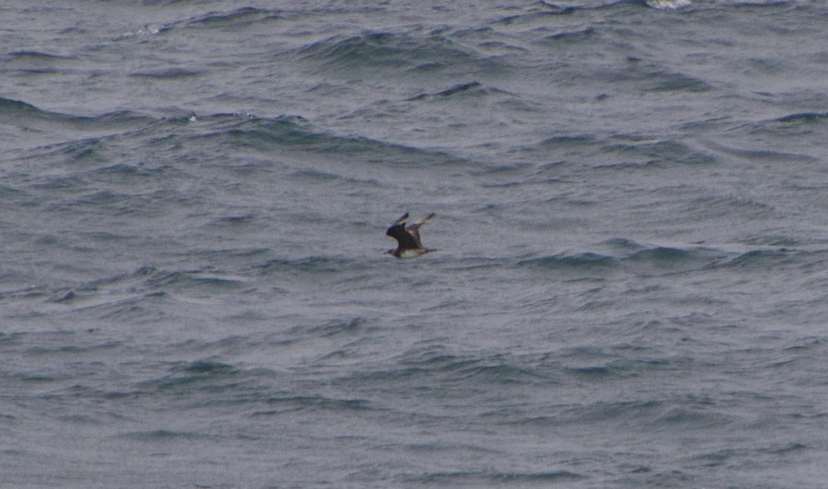 Parasitic Jaeger - ML647364847