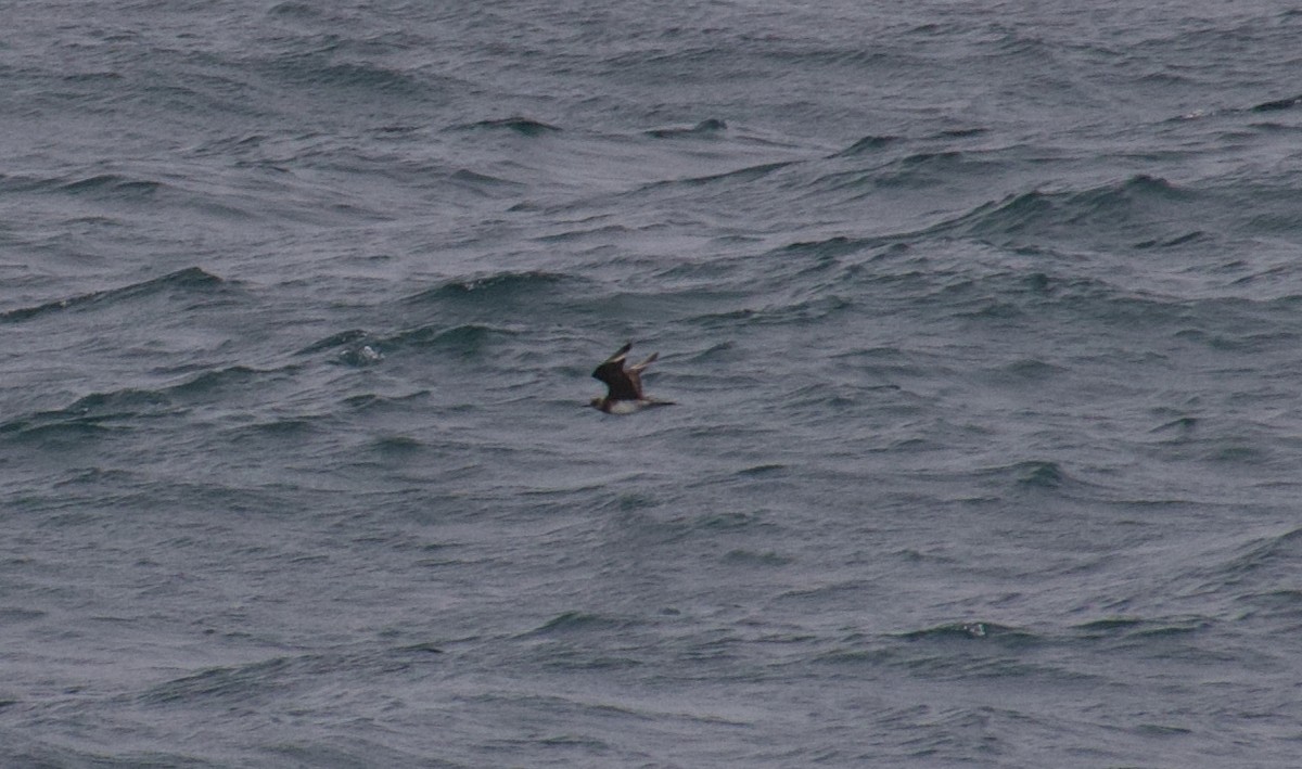 Parasitic Jaeger - ML647364848