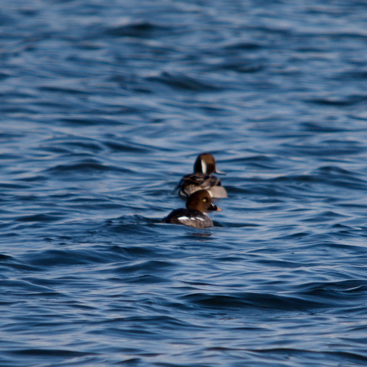 Spießente - ML647364850