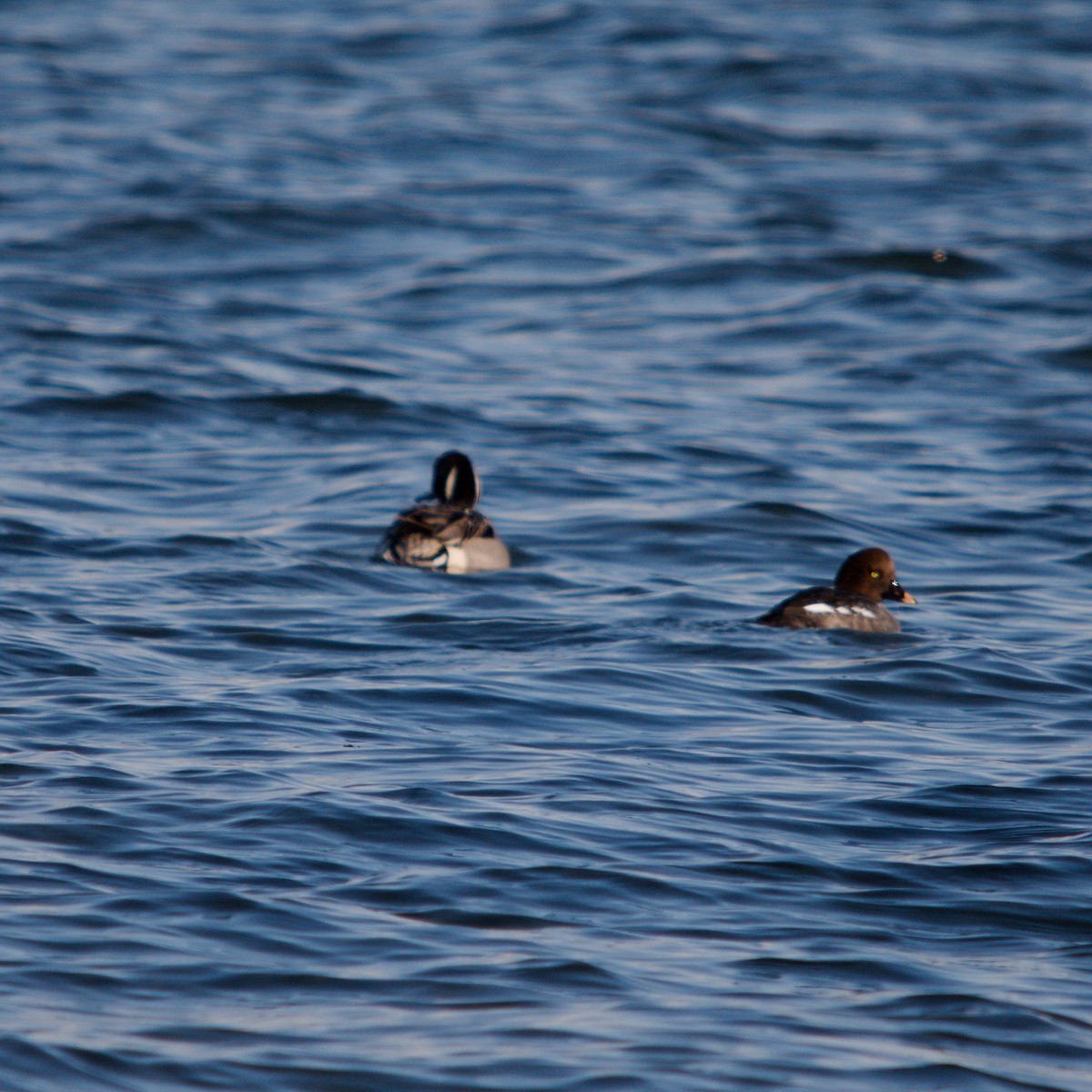 Spießente - ML647364851