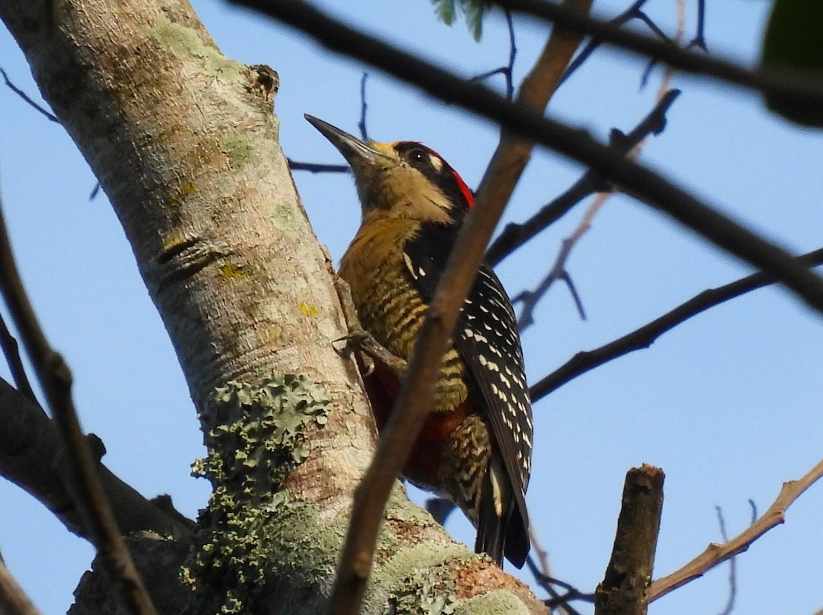 Schläfenfleckspecht - ML647364861