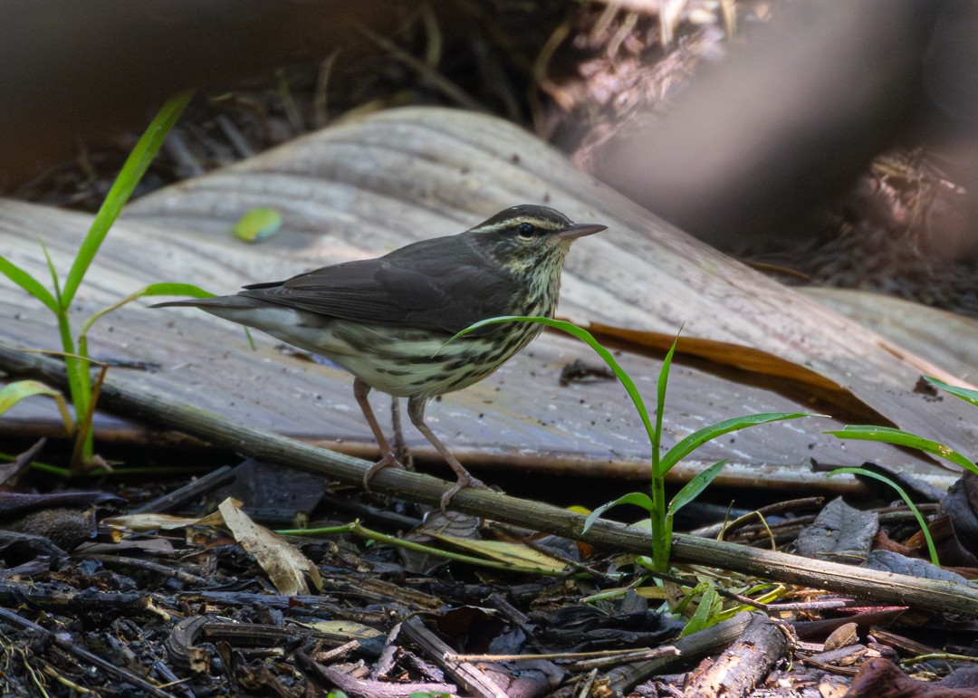Northern Waterthrush - ML647364870