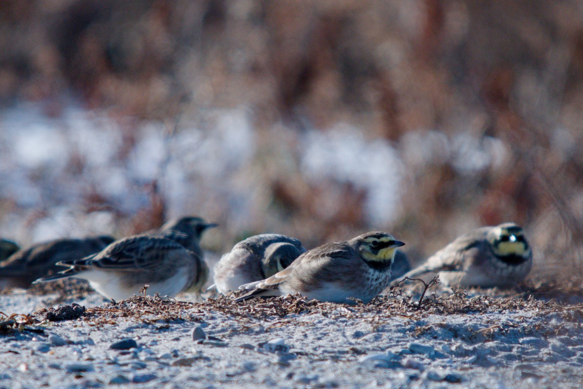 Ohrenlerche - ML647364872