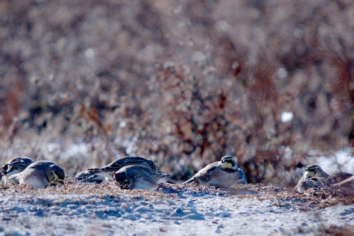 Ohrenlerche - ML647364873