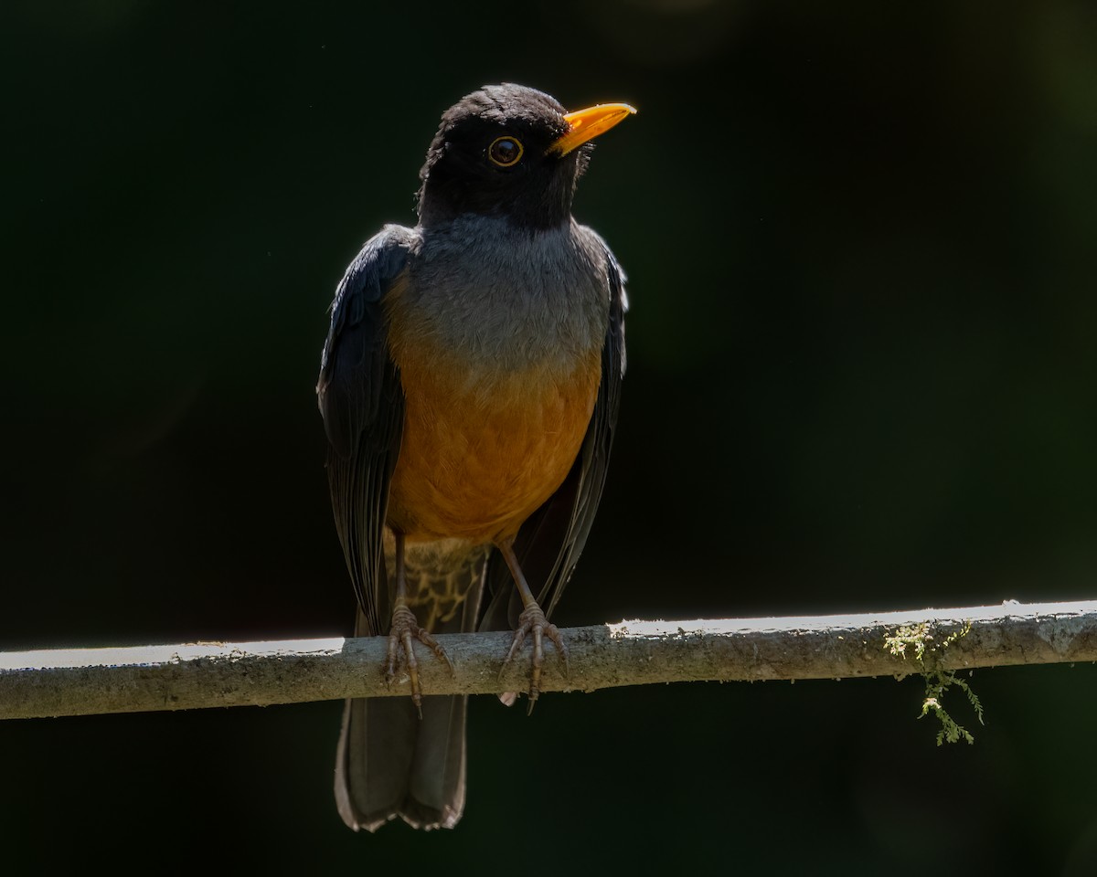 Chestnut-bellied Thrush - ML647364878