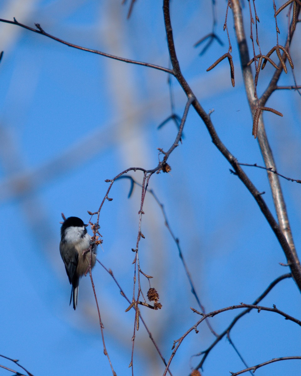 Amerika Baştankarası - ML647364880
