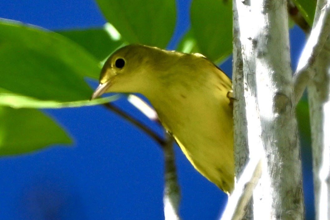Northern Yellow Warbler - ML647364891