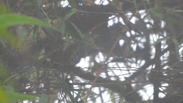 Plain-tailed Wren - ML647364892