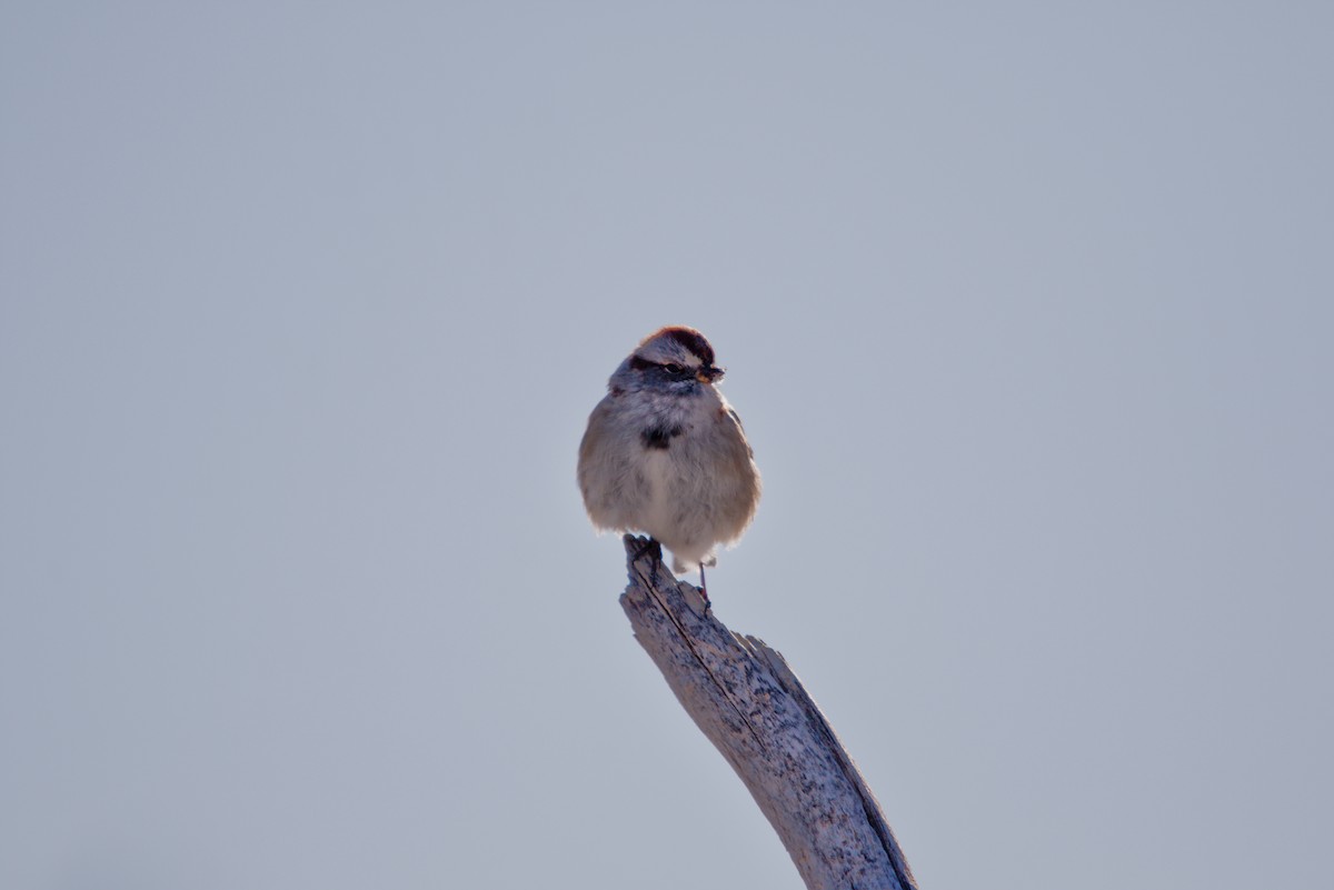 Baumammer - ML647364897