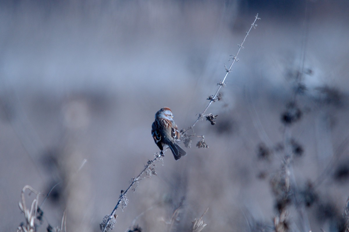 Baumammer - ML647364898