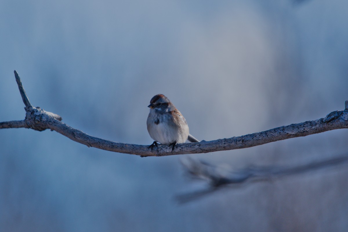 Baumammer - ML647364900